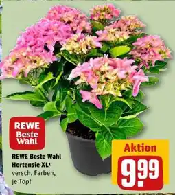 REWE REWE Beste Wahl Hortensie XL Angebot