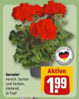 REWE Geranie Angebot
