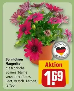 REWE Bornholmer Margerite Angebot