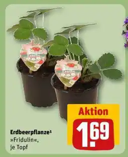 REWE Erdbeerpflanze Fridulin, je Topf Angebot