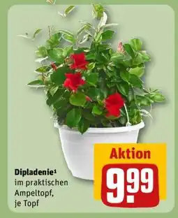 REWE Dipladenie Angebot