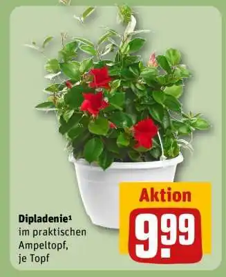 REWE Dipladenie Angebot