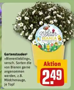 REWE Gartenstauden Angebot