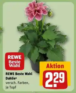 REWE REWE Beste Wahl Dahlie¹ Angebot