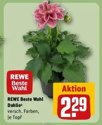 REWE REWE Beste Wahl Dahlie¹ Angebot
