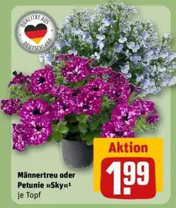 REWE Männertreu oder Petunie Sky Angebot