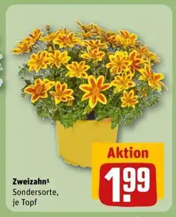 REWE Zweizahn¹ Angebot
