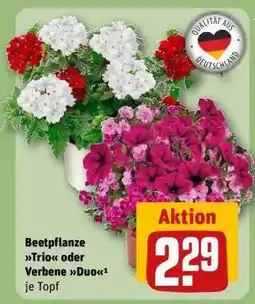 REWE Beetpflanze Trio oder Verbene Duo Angebot