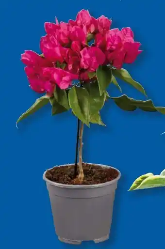 Lidl Bougainvillea-Stamm Angebot