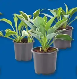 Lidl Hosta Gartenfunkie Angebot