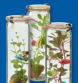 Lidl Wasserpflanzen Angebot