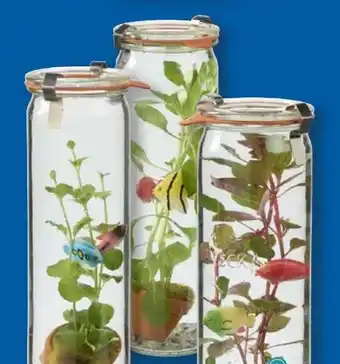 Lidl Wasserpflanzen Angebot