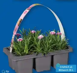 Lidl Dianthus Pink Kisses Angebot