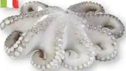 Scheck-in-Center Pulpo-Blume Angebot