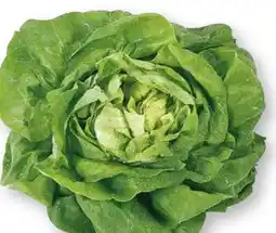 Scheck-in-Center Kopfsalat Angebot
