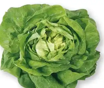 Scheck-in-Center Kopfsalat Angebot
