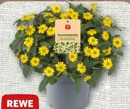 nahkauf Rewe Beste Wahl Husarenknöpfchen Angebot