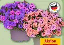 REWE Center Zauberglöckchen duo Angebot