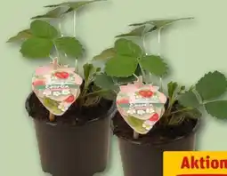 REWE Center Erdbeerpflanze Fridulin Angebot