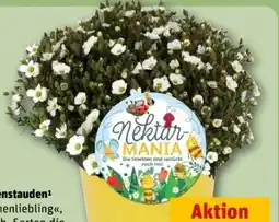 REWE Center Gartenstauden Bienenliebling Angebot