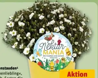 REWE Center Gartenstauden Bienenliebling Angebot