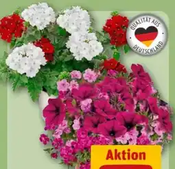 REWE Center Beetpflanzen Trio Angebot
