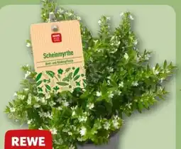 REWE Center Rewe Beste Wahl Scheinmyrthe Cuphea Angebot