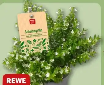 REWE Center Rewe Beste Wahl Scheinmyrthe Cuphea Angebot