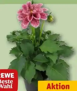 REWE Center Rewe Beste Wahl Dahlie Angebot