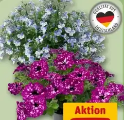 REWE Center Männertreu Angebot