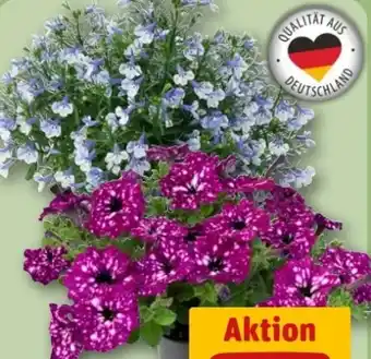 REWE Center Männertreu Angebot