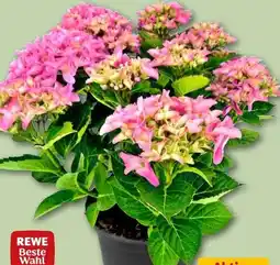 REWE Center Rewe Beste Wahl Hortensie XL Angebot