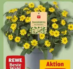 REWE Center Rewe Beste Wahl Husarenköpfchen Sanvitalia Angebot