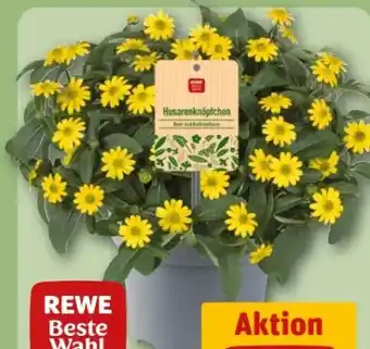 REWE Center Rewe Beste Wahl Husarenköpfchen Sanvitalia Angebot