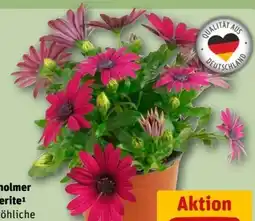 REWE Center Bornholmer Margeriten Angebot