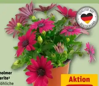REWE Center Bornholmer Margeriten Angebot