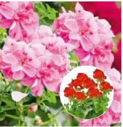 Hellweg Plantiflor Geranien Pelargonium Angebot