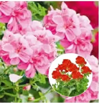 Hellweg Plantiflor Geranien Pelargonium Angebot