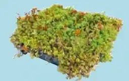 Hellweg AboutGreen Gründachsystem Click & Go Angebot