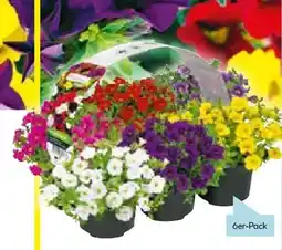 Hellweg Plantiflor Zauberglöckchen Angebot