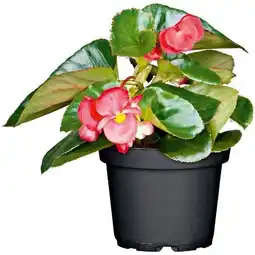 Hellweg Plantiflor Eisbegonie Angebot