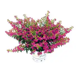 Hellweg Plantiflor Japanische Scheinmyrthe Flori Glory Angebot
