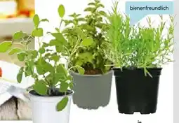 Hellweg Plantiflor Gourmetkräuter Angebot