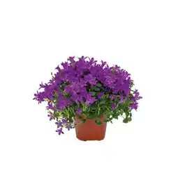 Hellweg Plantiflor Glockenblume Angebot