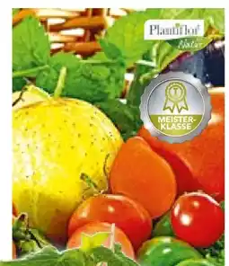 Hellweg Plantiflor Gemüsepflanzen Angebot