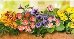Hellweg Plantiflor Beet- und Balkonpflanzen Angebot