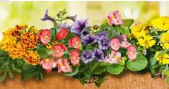 Hellweg Plantiflor Beet- und Balkonpflanzen Angebot