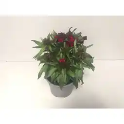 Hellweg Plantiflor Bartnelke Dianthus Angebot
