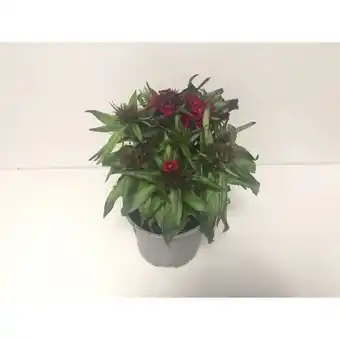 Hellweg Plantiflor Bartnelke Dianthus Angebot