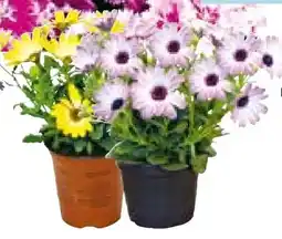 Hellweg Plantiflor Kapkörbchen Angebot